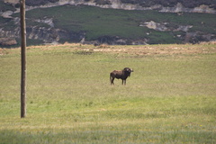 Connochaetes gnou