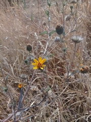 Simsia lagasceiformis