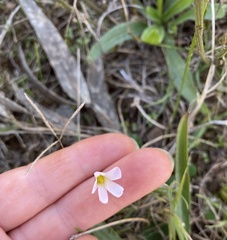 Oxalis livida