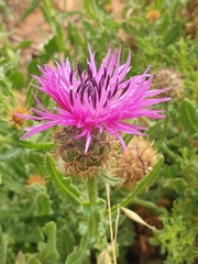 Centaurea polyacantha