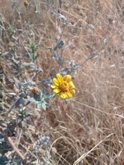 Simsia lagasceiformis