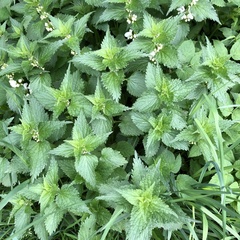 Lamium album