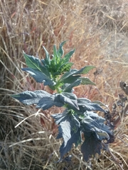 Simsia lagasceiformis