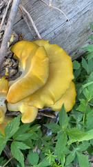 Pleurotus citrinopileatus
