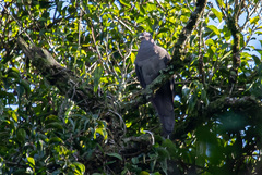 Patagioenas plumbea