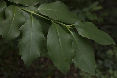 Laurelia sempervirens