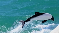 Cephalorhynchus commersonii