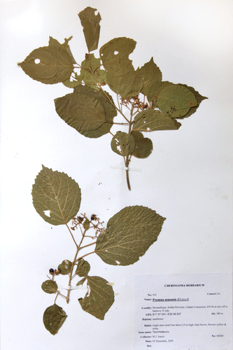 Premna senensis image