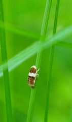 Allygidius atomarius