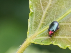 Chrysomelidae