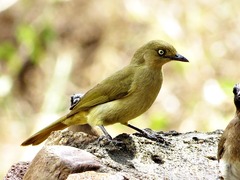 Andropadus importunus