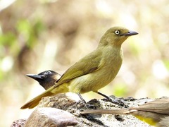 Andropadus importunus