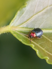Chrysomelidae