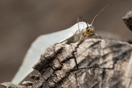 Lithostege duponcheli