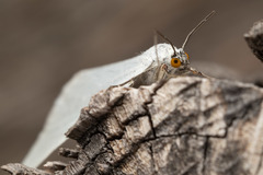 Lithostege duponcheli