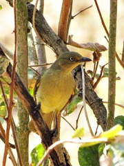 Andropadus importunus