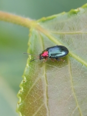 Chrysomelidae
