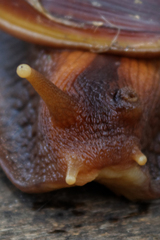 Lissachatina immaculata