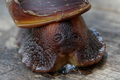 Lissachatina immaculata