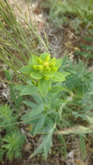 Euphorbia stepposa