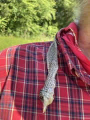 Coluber constrictor priapus