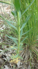 Euphorbia stepposa
