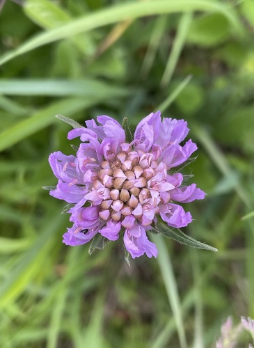 chrastavec roľný (Knautia arvensis)