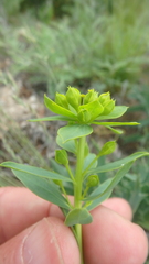 Euphorbia stepposa