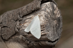 Lithostege duponcheli
