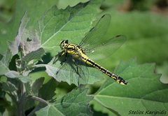 Gomphus