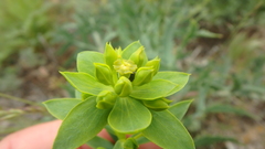 Euphorbia stepposa
