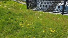 Taraxacum officinale