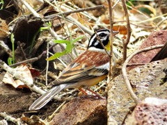 Emberiza flaviventris