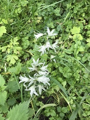 Ornithogalum