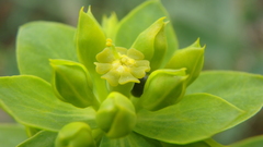 Euphorbia stepposa