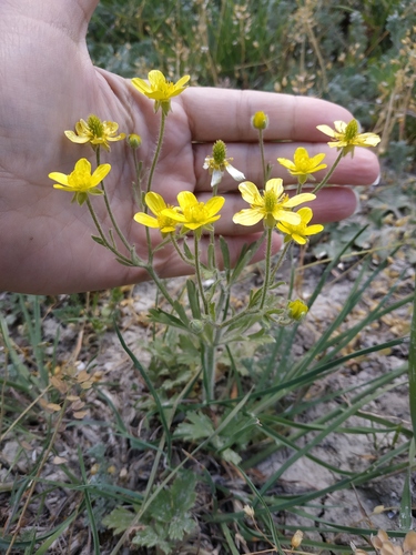Ranunculus oxyspermus
