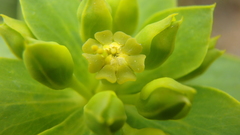 Euphorbia stepposa