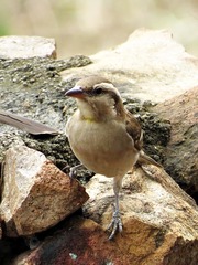 Gymnoris superciliaris