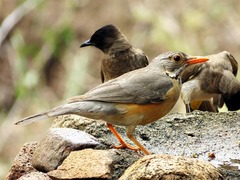 Turdus libonyana