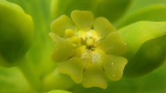 Euphorbia stepposa