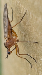 Empis digramma