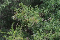 Cestrum laevigatum