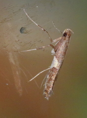 Caloptilia umbratella