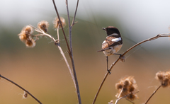 Saxicola maurus