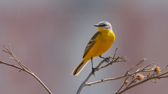 Motacilla flava