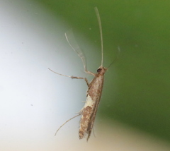 Caloptilia umbratella
