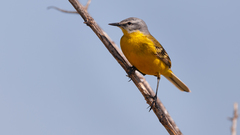 Motacilla flava