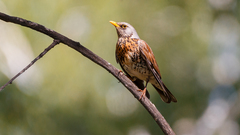 Turdus pilaris