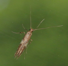 Caloptilia umbratella