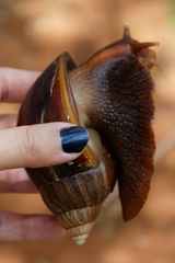 Lissachatina immaculata